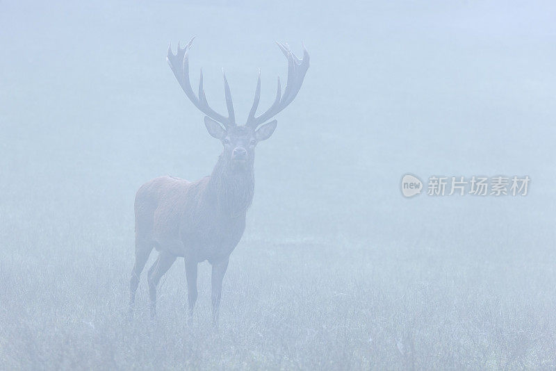 美丽的公马鹿