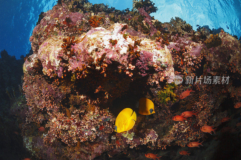 红海蒙面蝴蝶鱼鱼鱼水下海洋生物珊瑚礁水下照片水肺潜水员观点