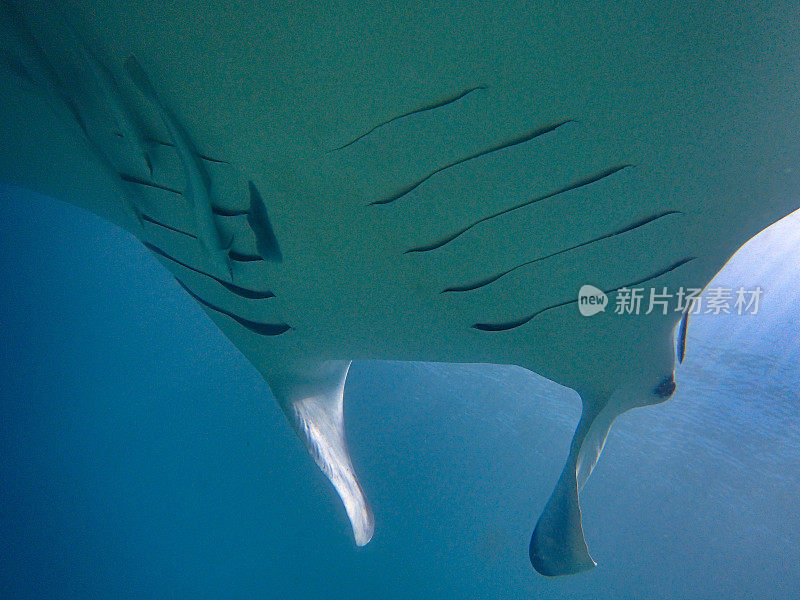 蝠鲼游泳时的腹部