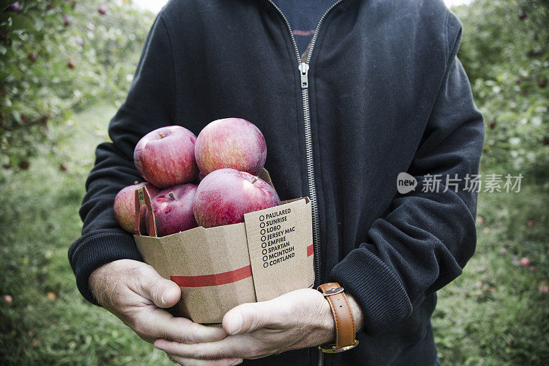 一个人在果园里摘苹果