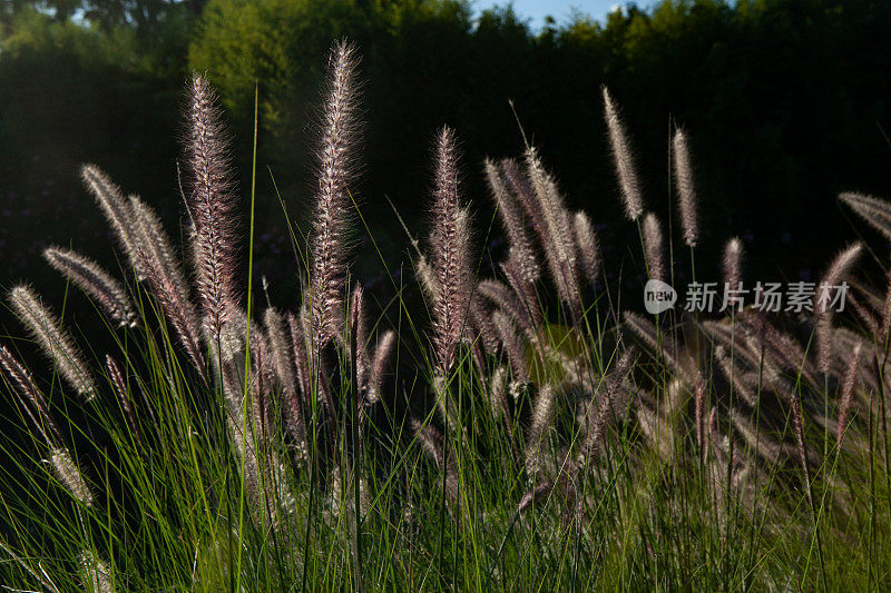 潘帕草本植物