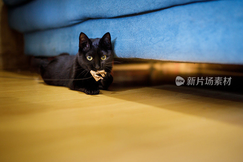 可爱的黑猫在地板上玩耍