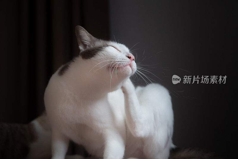白猫抓挠的行为源于瘙痒或皮肤病