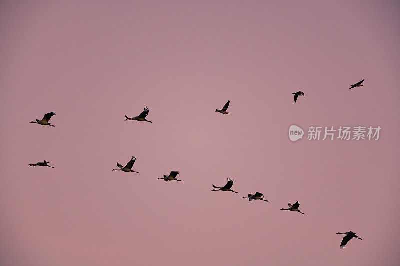 鹤鸟或普通鹤在秋天迁徙时在夕阳下飞行