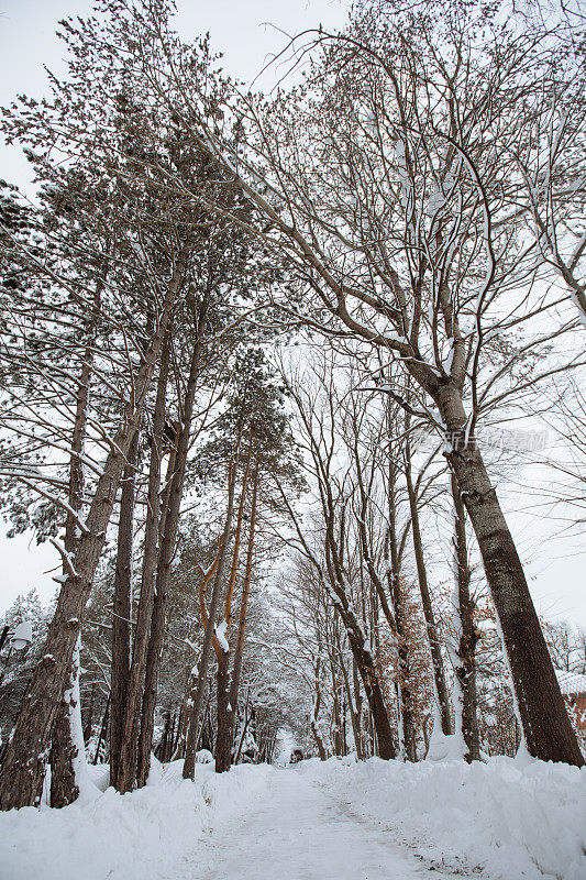 冬季景观，白雪覆盖的树木和阳光