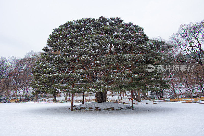 雪松