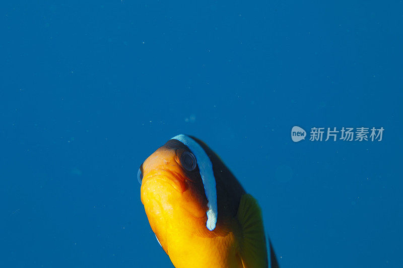 海洋生物。珊瑚礁水下场景与海葵和海葵鱼鱼小丑鱼。水肺潜水员的观点。