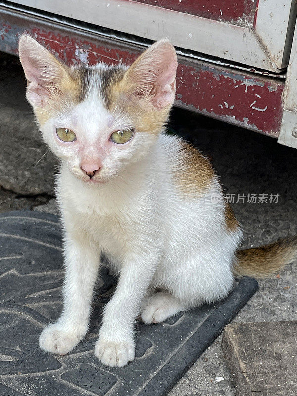 小猫坐在门垫上的图像，年轻的猫看着相机显示眼睛，耳朵和胡须，重点在前景