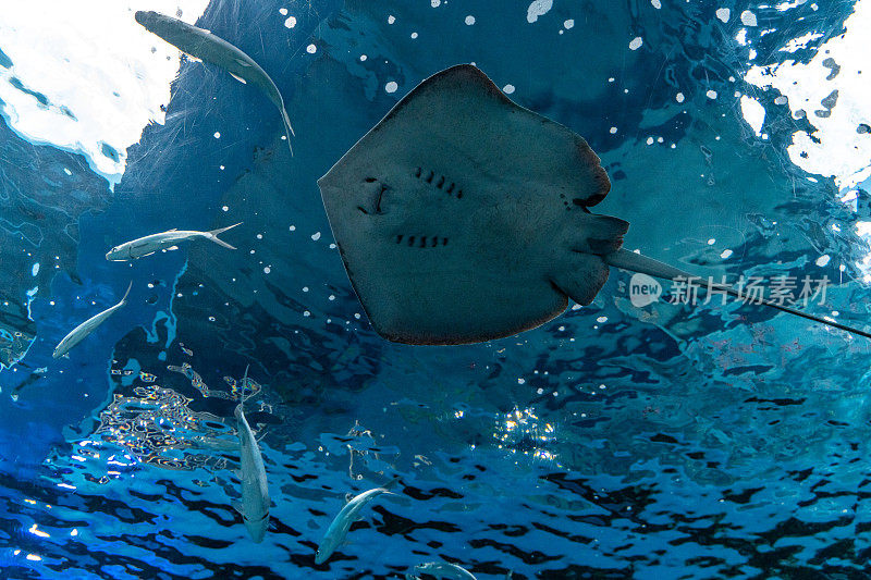 水族馆里的黄貂鱼