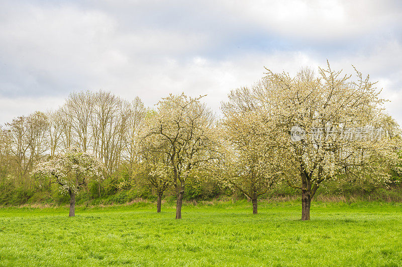 林堡南部春天开花的果树