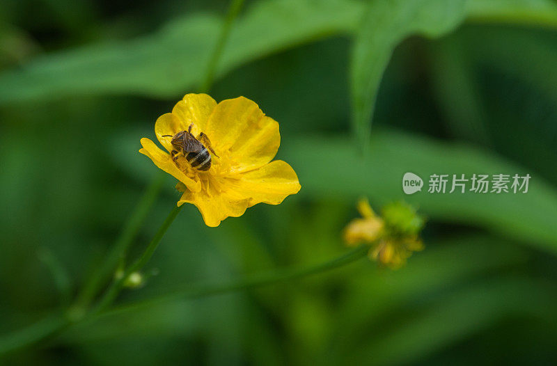 汗蜂和毛茛完美和谐