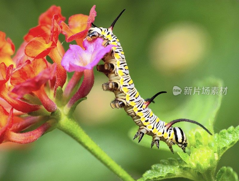 毛毛虫从花上爬下来——动物行为。