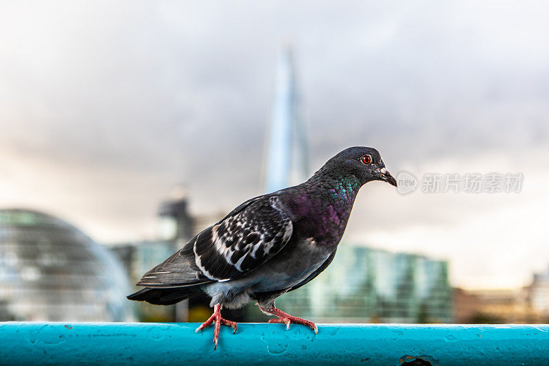 英国伦敦市中心栏杆上的鸽子，背景是碎片