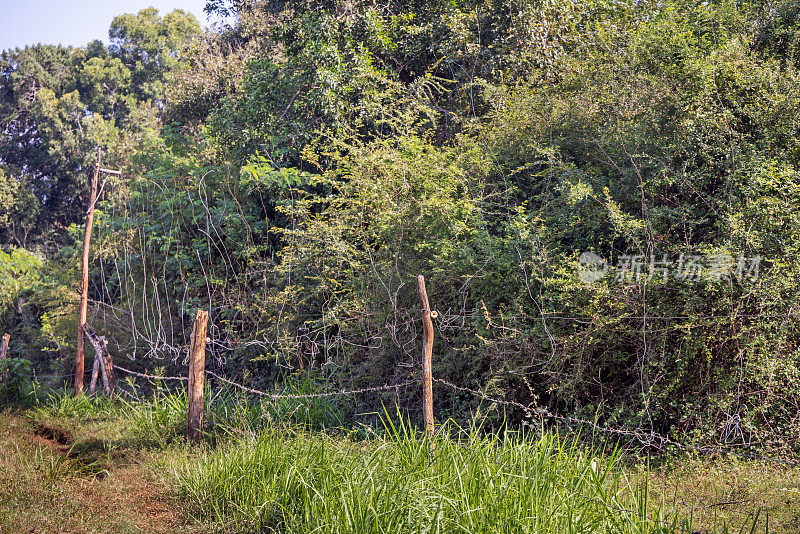 自制的电栅栏保护田地免受野象的侵害