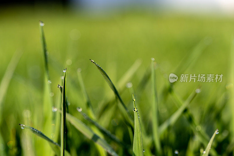 绿草雨后有水珠。