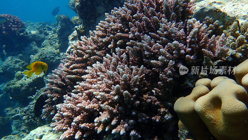 红海海底的石质珊瑚虫