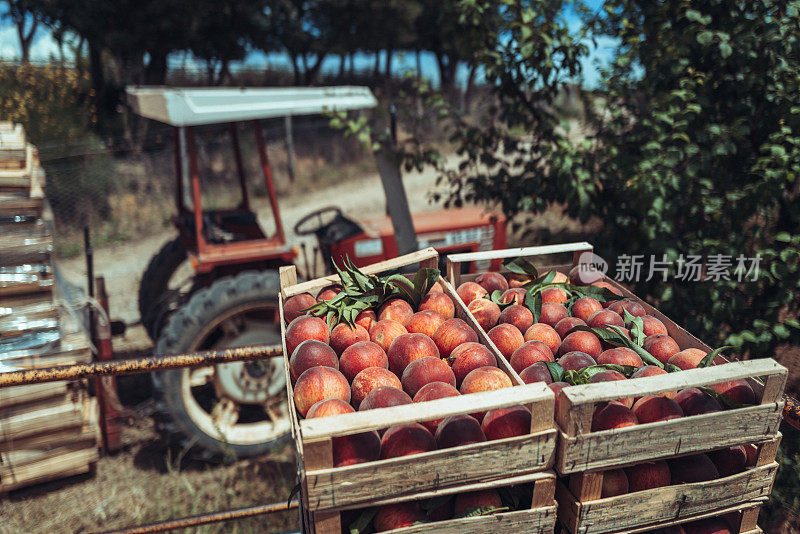 意大利的农业活动:从树上摘桃子