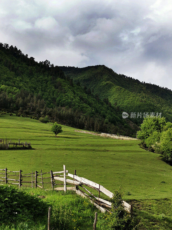 山上的草地