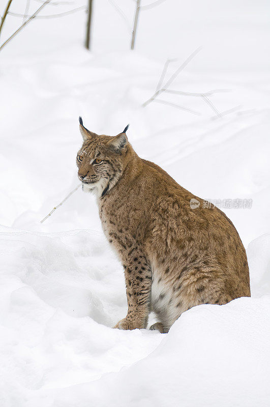 山猫在雪地里的自然巴伐利亚-德国