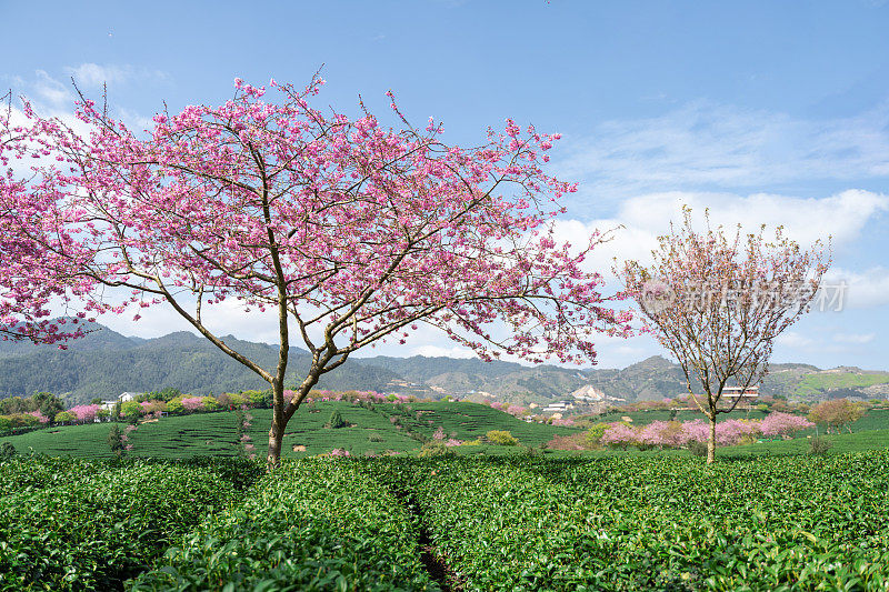 阳光明媚的樱花有机茶园