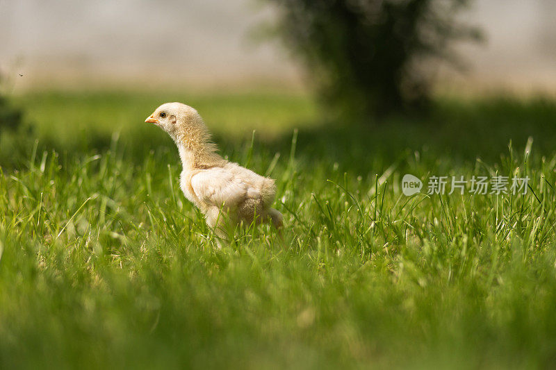 户外绿草地上可爱的毛绒绒的小鸡宝宝