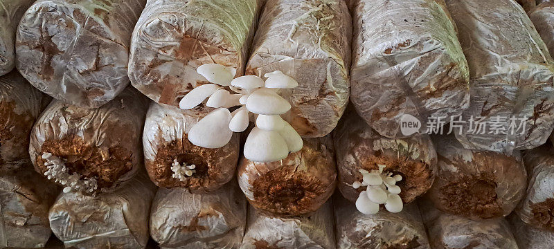 生在木屑中的平菇或平菇