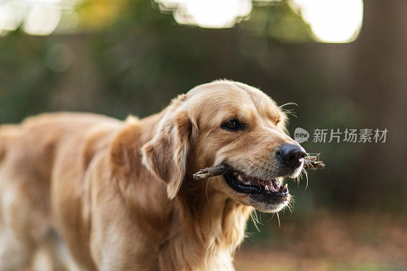 在温暖的午后阳光下，金毛猎犬拿着棍子的肖像。