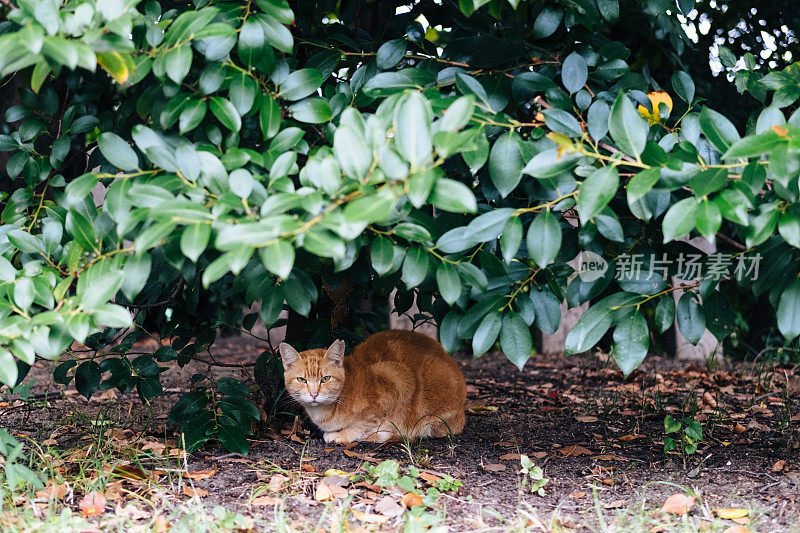 图为一只橙色的虎斑猫在树下休息