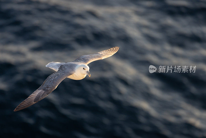 怒吼的海鸟在海面上低空翱翔