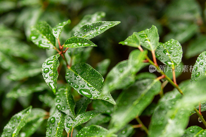 绿叶上有雨滴