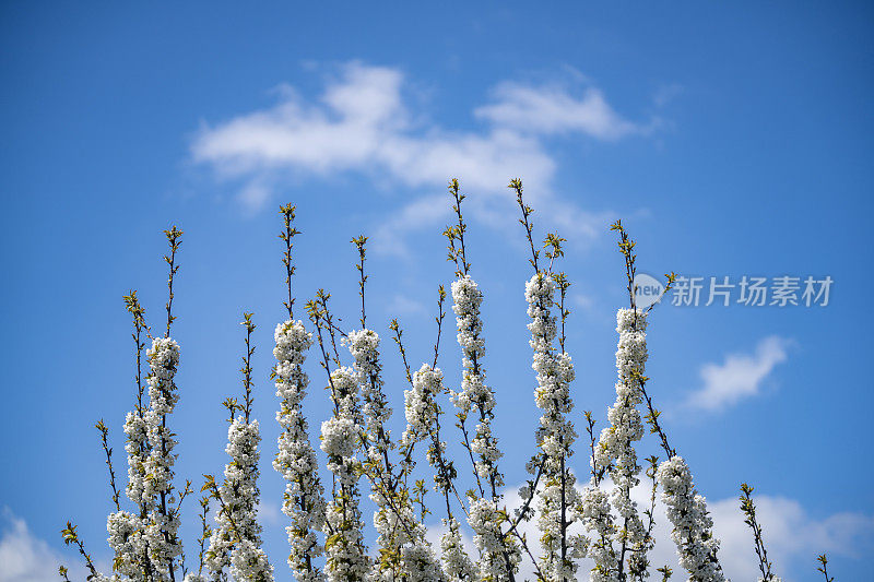 苹果树枝上开着白色的花果