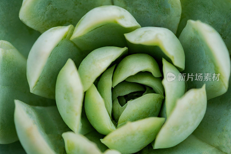 安全与保护的概念，肉质植物的宏观特写