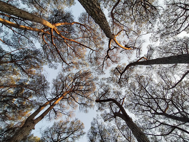 早晨第一件事就是从下往上拍摄树木(松树)，天空万里无云。图片摄于阿根廷巴塞罗那的丰特皮坎特。