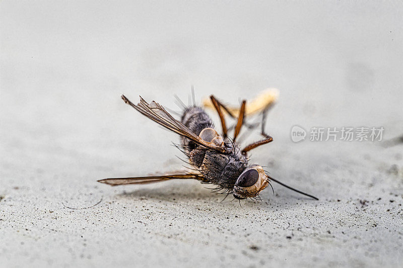 死苍蝇