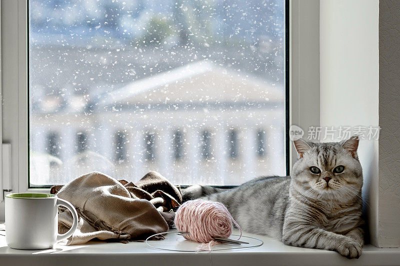 灰猫舒舒服服地倚在窗台旁的热茶上，编织着冬日寒冷的窗外时光