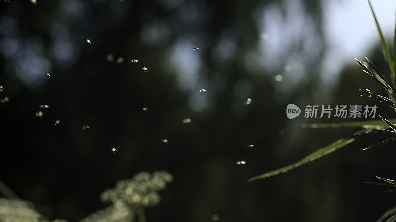 一群蚊子。有创造力。拍摄的小昆虫绕着草和花在明亮的阳光下盘旋。