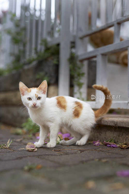 白姜相间的小猫在摆姿势