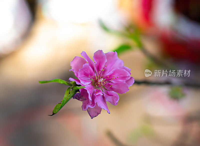 越南农历春节前，五彩缤纷的粉红色花朵盛开在一个小村庄。桃枝、樱花与越南春节食物