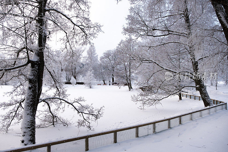 冬天的风景。冰雪覆盖的树木，城市公园里湖面上的雪堆和冰。拉赫蒂寒冷的冬日。