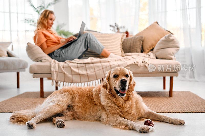 金毛猎犬躺在客厅地板上，背景模糊的是女主人使用笔记本电脑
