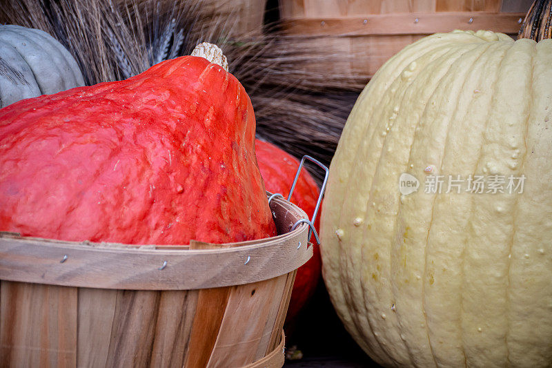 秋天的标志性组合:红南瓜和黄南瓜