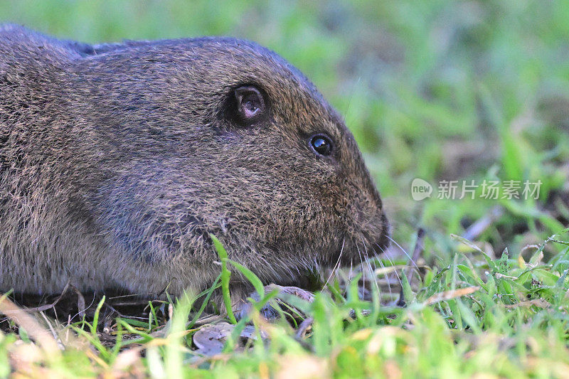 田鼠