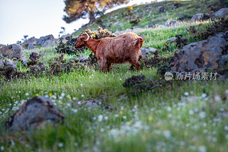 一只红色的山羊在岩石山上吃草。四月明亮的Halkidiki