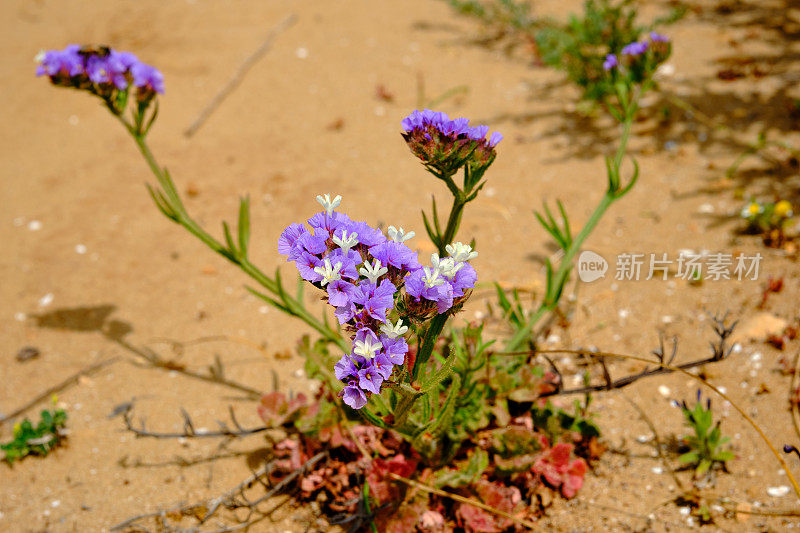 紫色的野花在海岸线