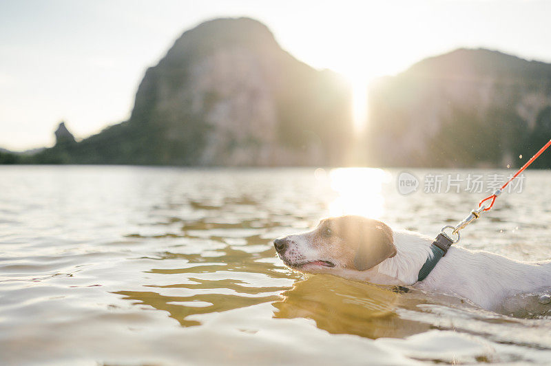 活跃的杰克罗素梗喜欢在热带海滩游泳