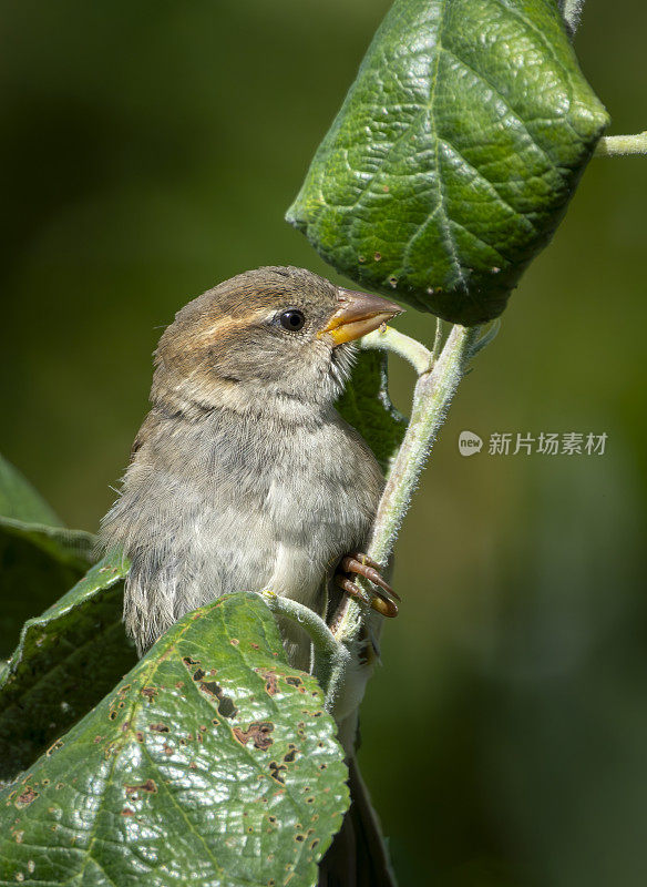 雌树雀在苹果树上寻找蚜虫