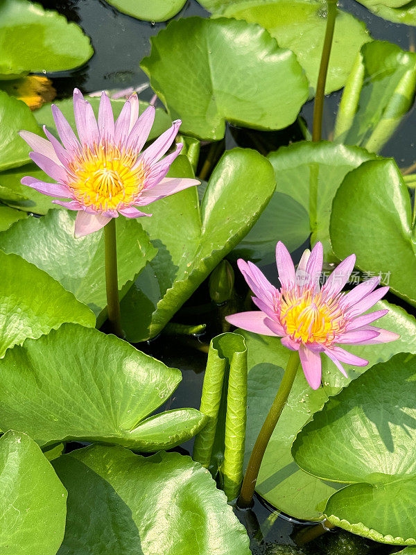 两朵粉红色的睡莲，被漂浮在水上花园池塘水面上的绿色睡莲叶子包围，特写图像，高架视图，聚焦于前景