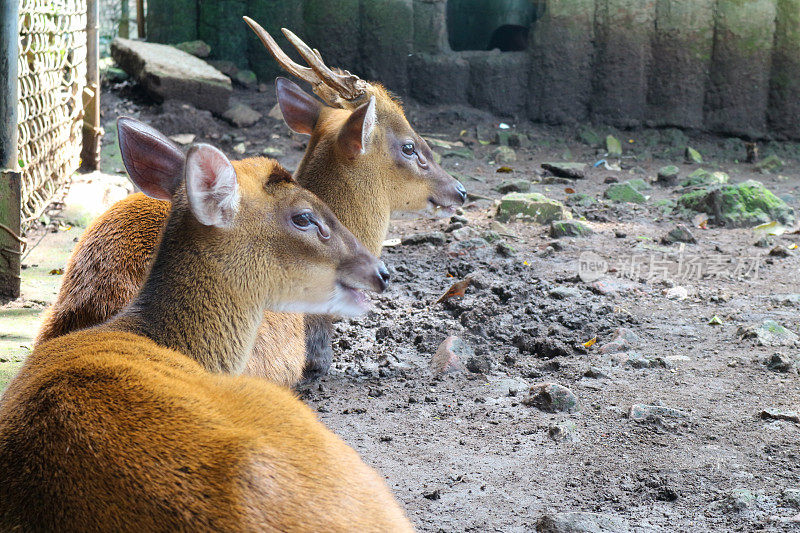 万隆公园动物园里的一群山巴鹿幼崽