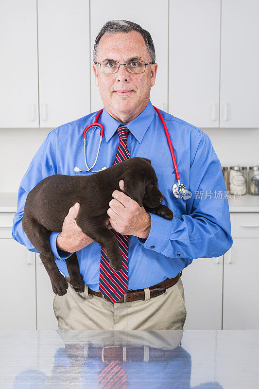 雄性兽医抱着一只8周大的巧克力色拉布拉多小狗