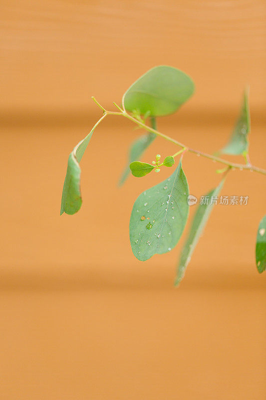 桉树“幸运的国家”植物